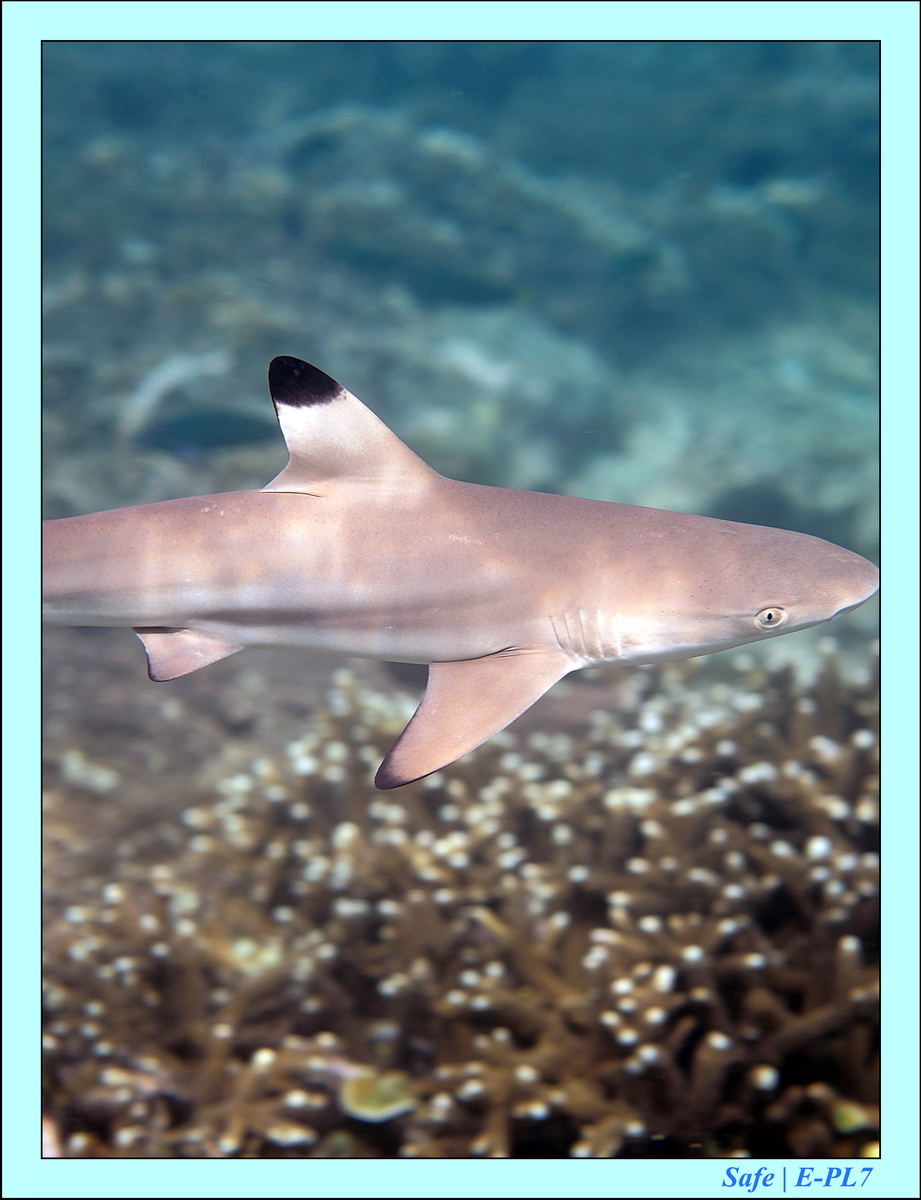 2016 - 07 - Leng Tengah - 049